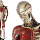 Illustration for article titled 29 Anatomical Models That Will Haunt Your Dreams Tonight